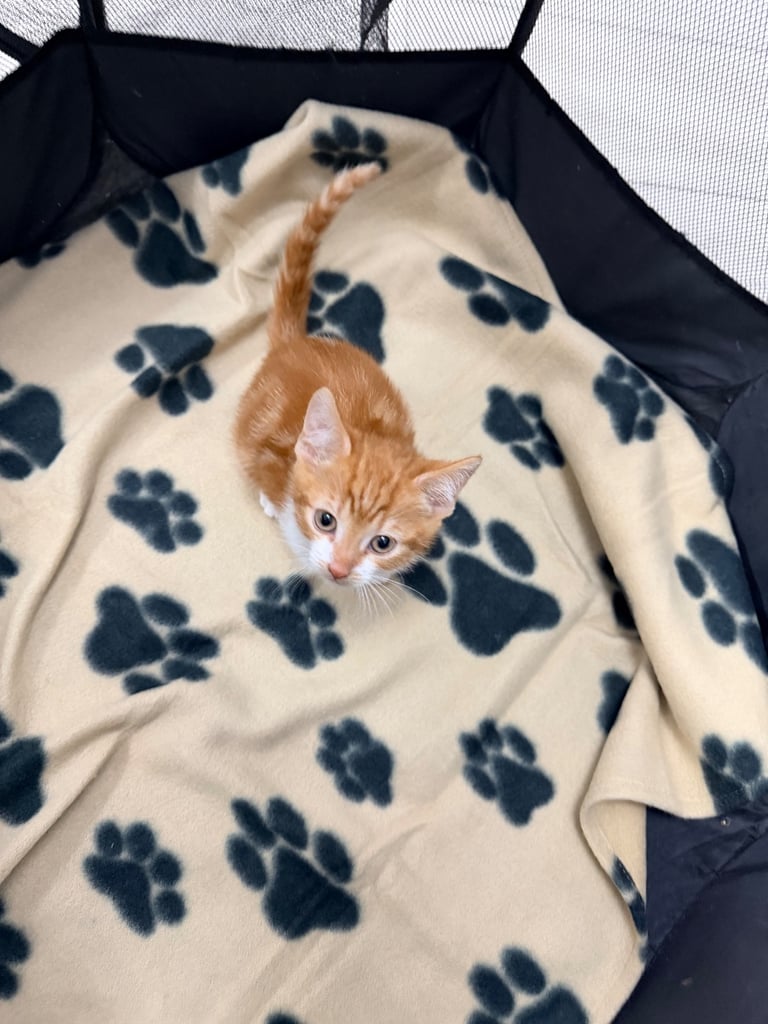 Ginger and white kitten available 