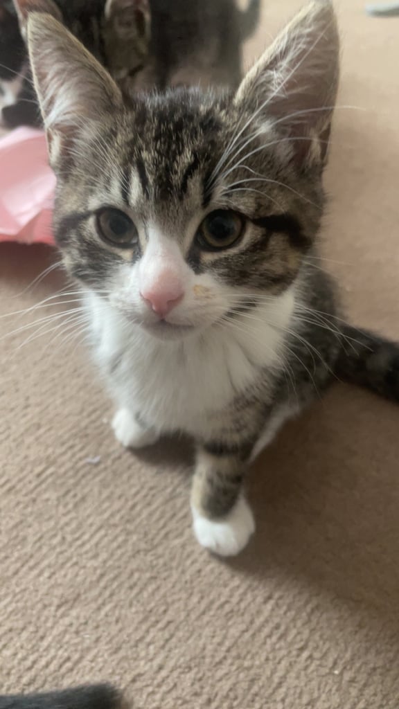 6 kittens for sale