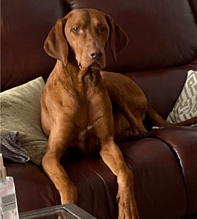  A Special Boy Needs a Special Home