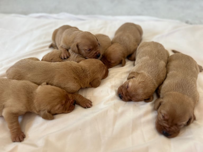 Fox red Labrador