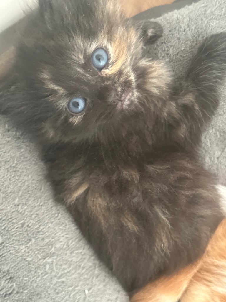 Ragdoll kittens for sale 