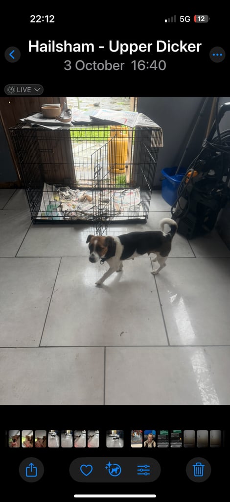 Jack Russel pups