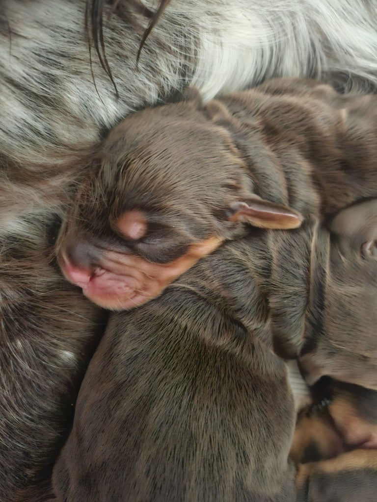 image for 4 cocker spaniel girls 1 boy