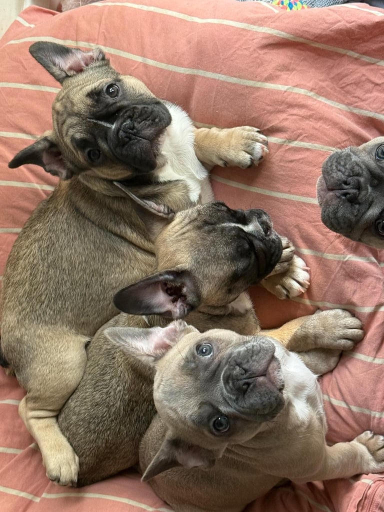 French bulldogs puppies