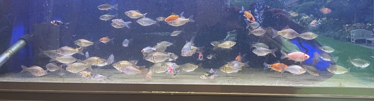 image for Pond Goldfish 