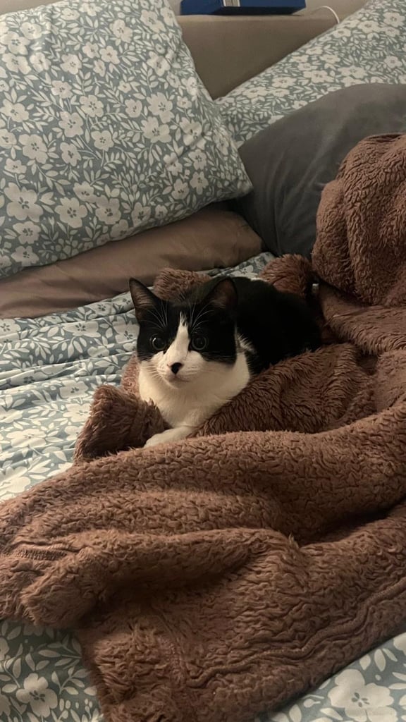 Black and white female cat