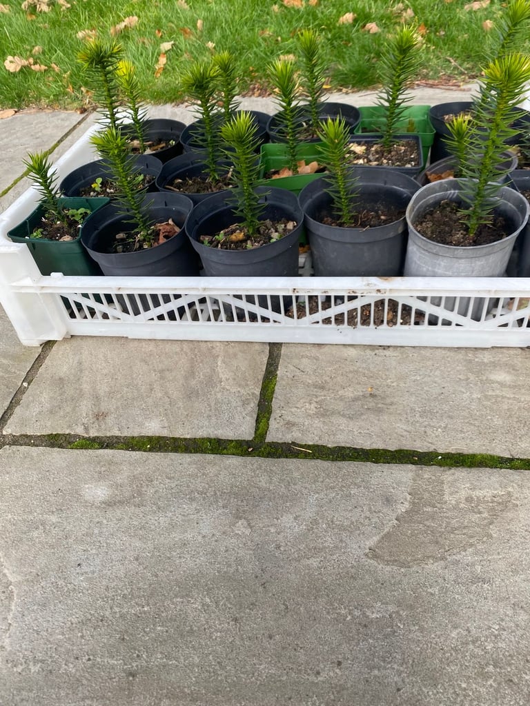 image for monkey puzzle plants 10/20 cms tall