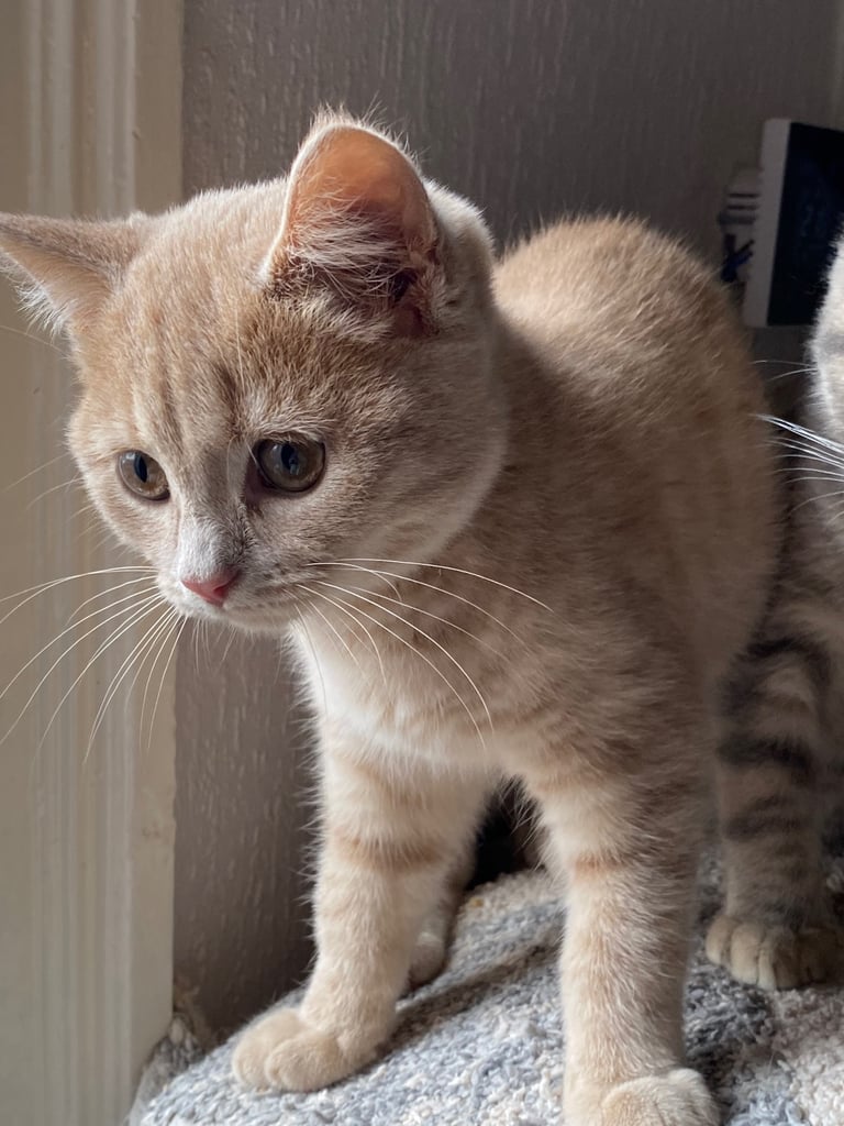 British shorthair kittens 