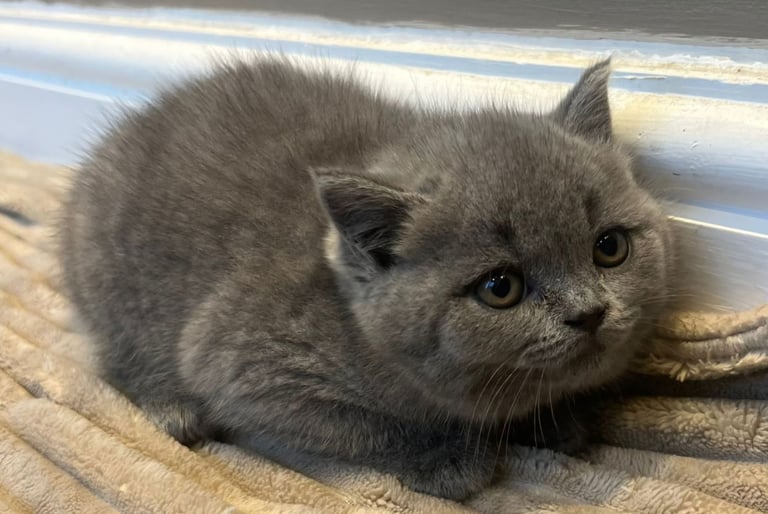 image for Gorgeous Beautifully British Short Hair Kittens