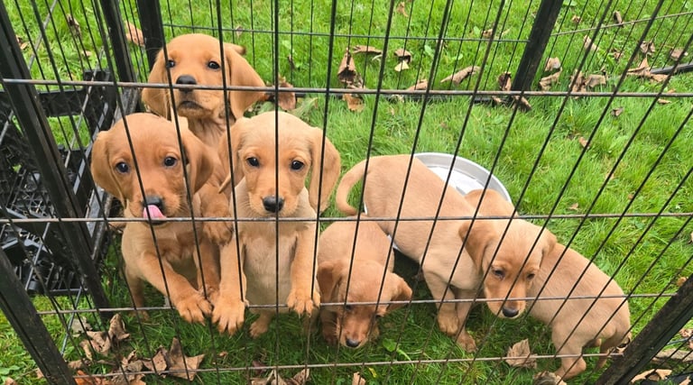 7 cockerdor pups cocker Spaniel/ labrador 