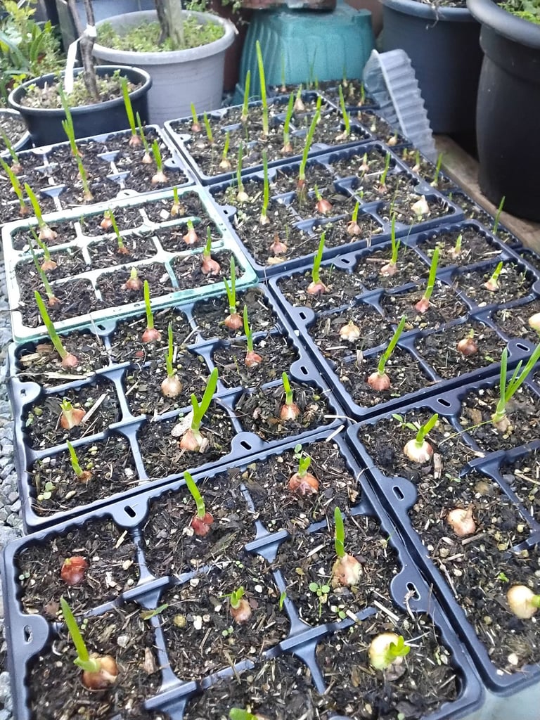 Onion sets 