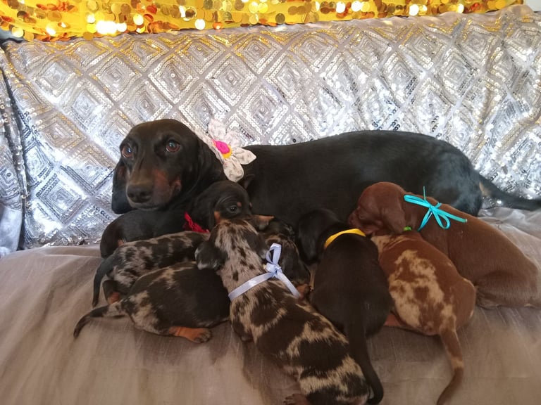7 MINIATURE DUSCHUND PUPPIES 🐶 