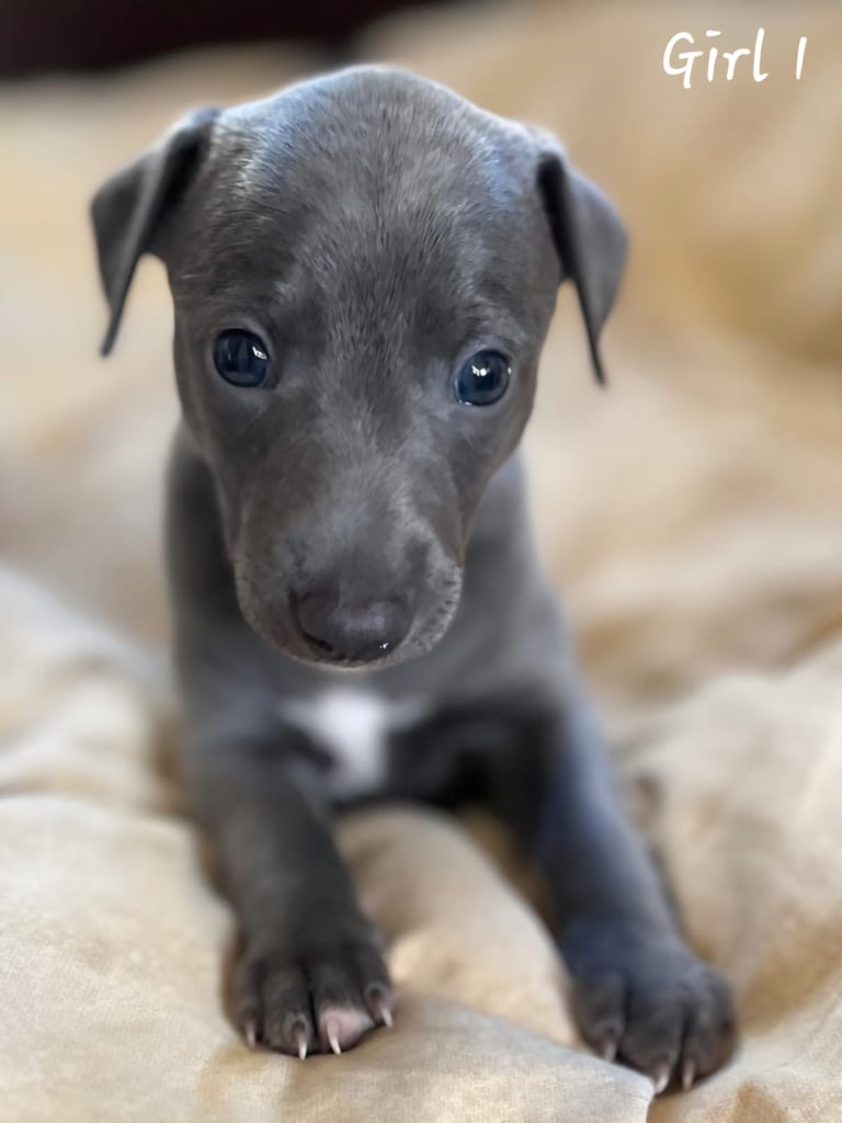 image for Whippet x Italian Greyhound 