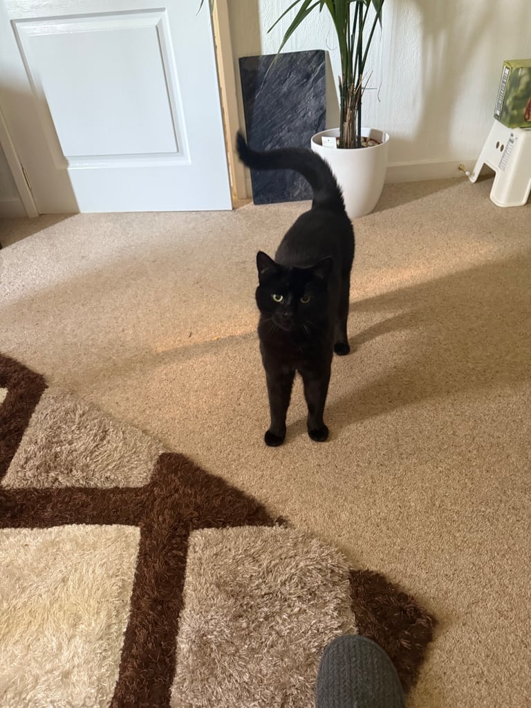Bombay Cat
