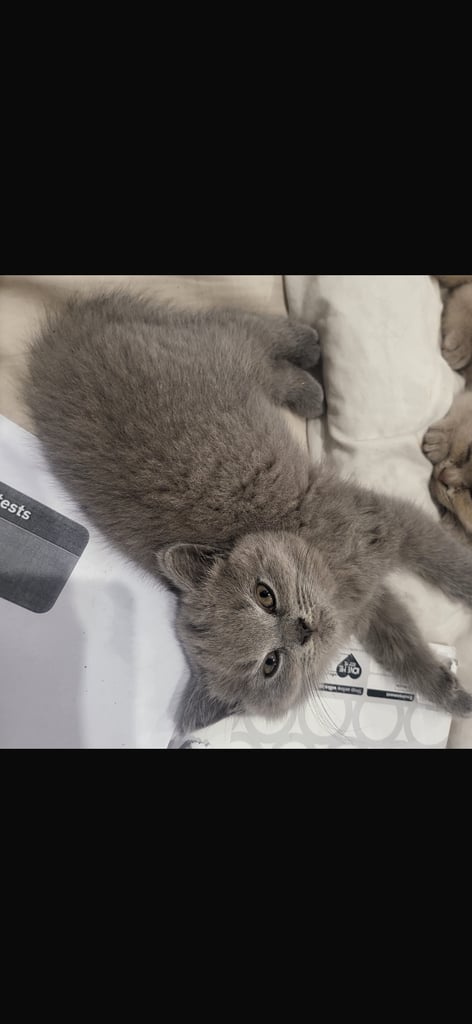 Pedigree British shorthair  