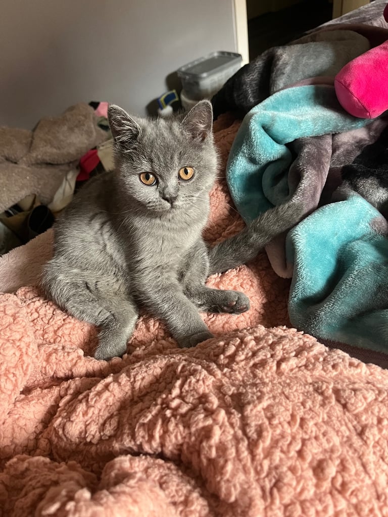 Bsh blue female kitten.