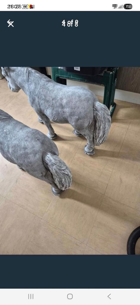 image for TWO SHETLAND PONYS 85 POUNDS EACH 