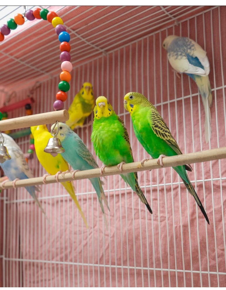 Baby Budgies & Cockatiels – Hand-Tame – From £20