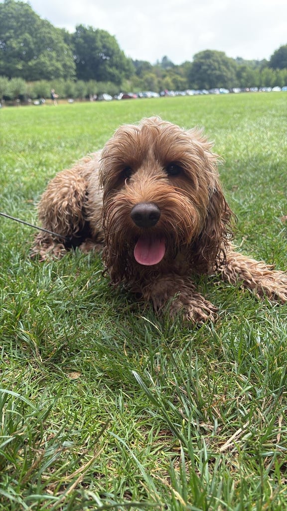 Cockapoo 18 months old 