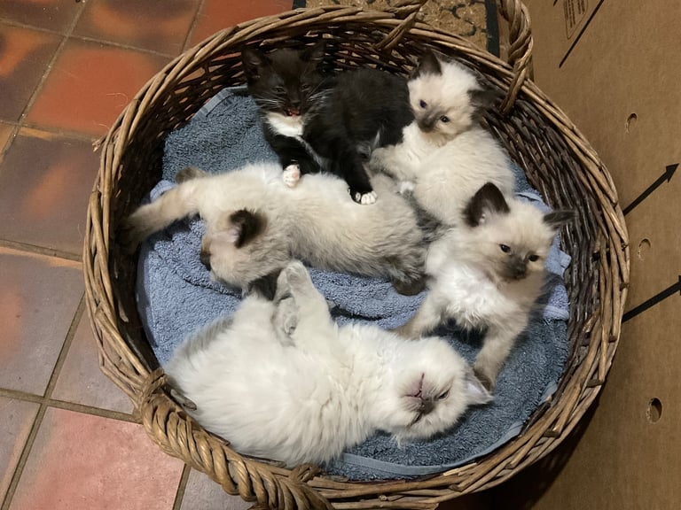 Pets-cats in Lincolnshire Cats Kittens for Sale Gumtree