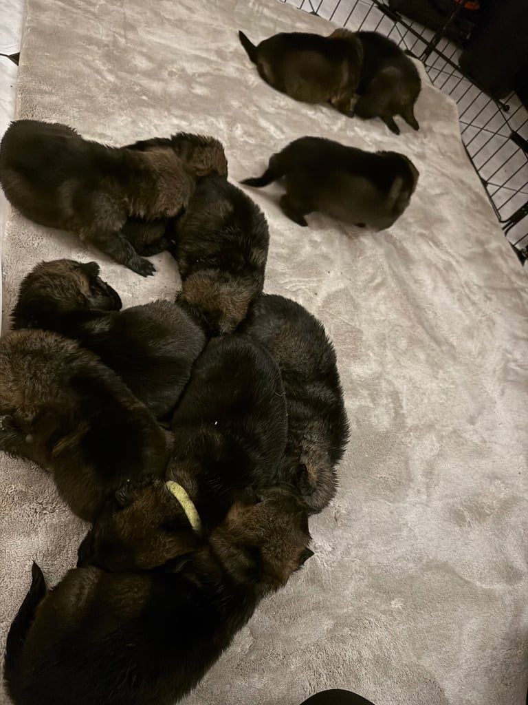 Stunning German Shepard Litter, Only 4 Girls Left!