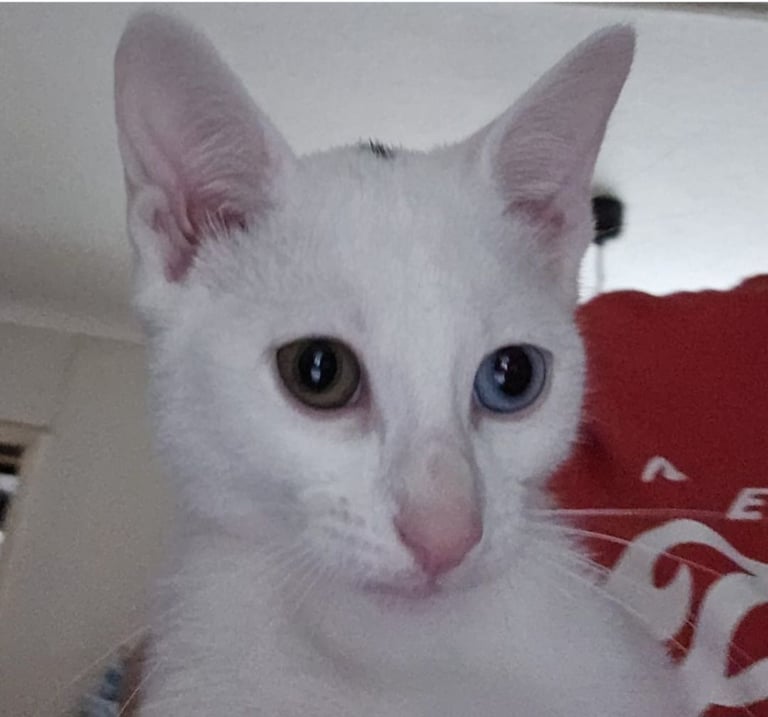 3 beautiful white Russian / Mancoon kittens