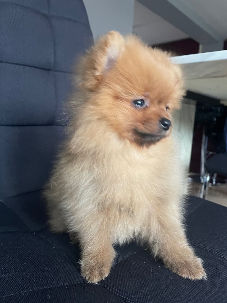 Beautiful Pomeranian puppies ready to go 