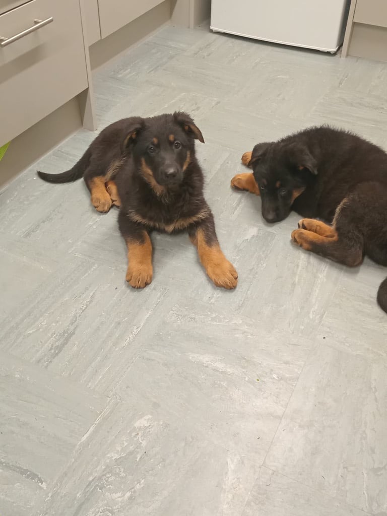 German shepherd puppies