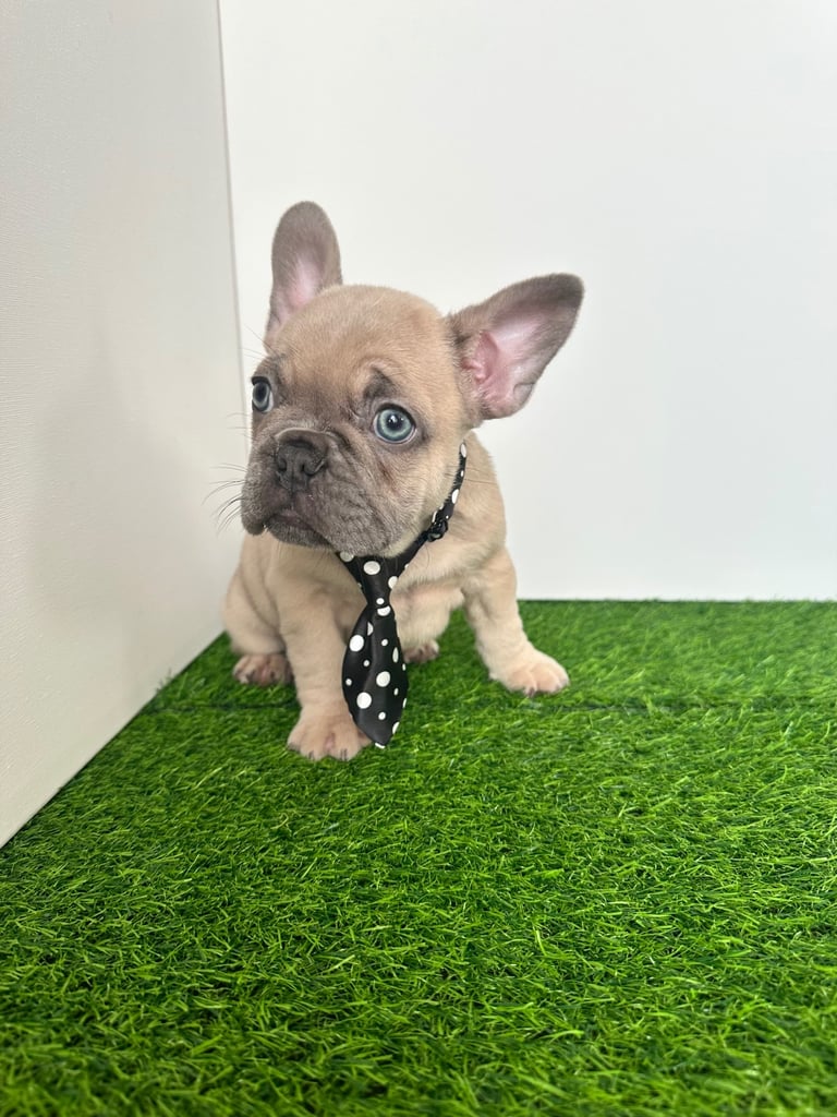 5 French bulldog puppies 