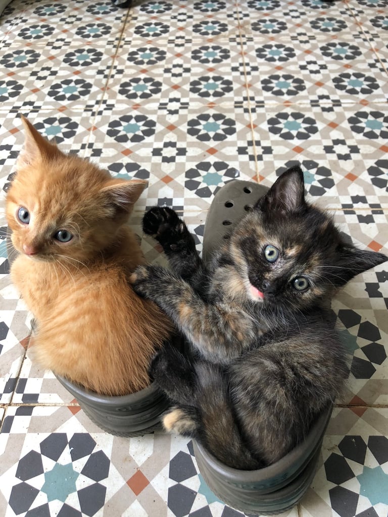 4 Kittens Ginger and Tortoiseshell 
