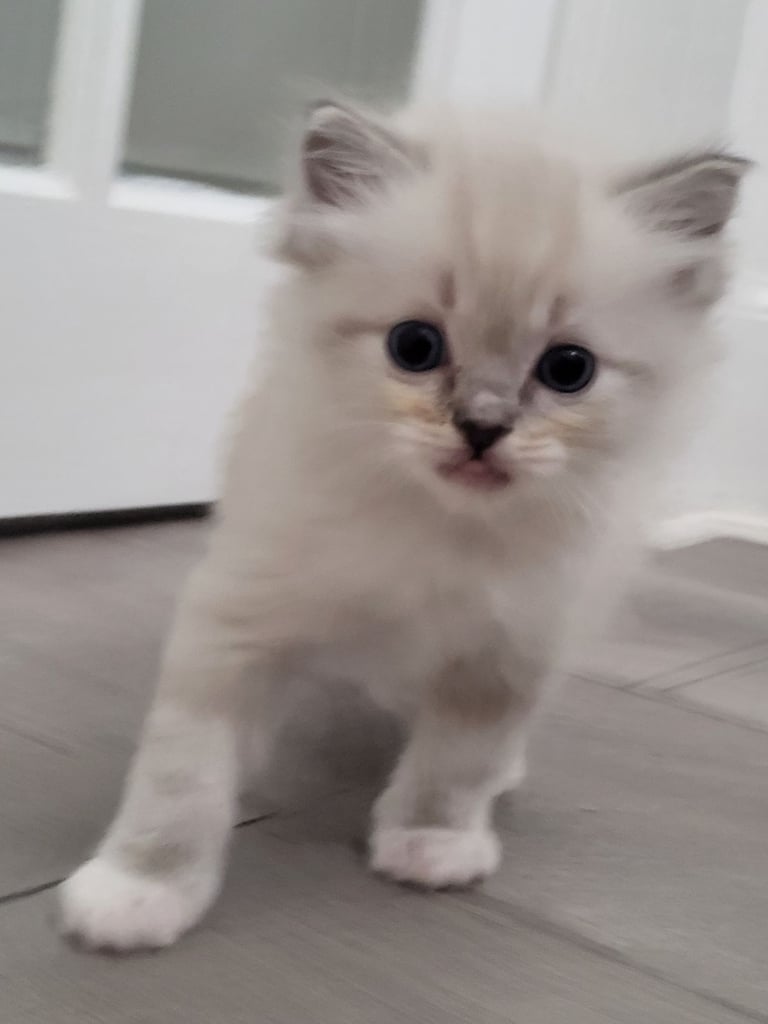 Ragdoll kittens 