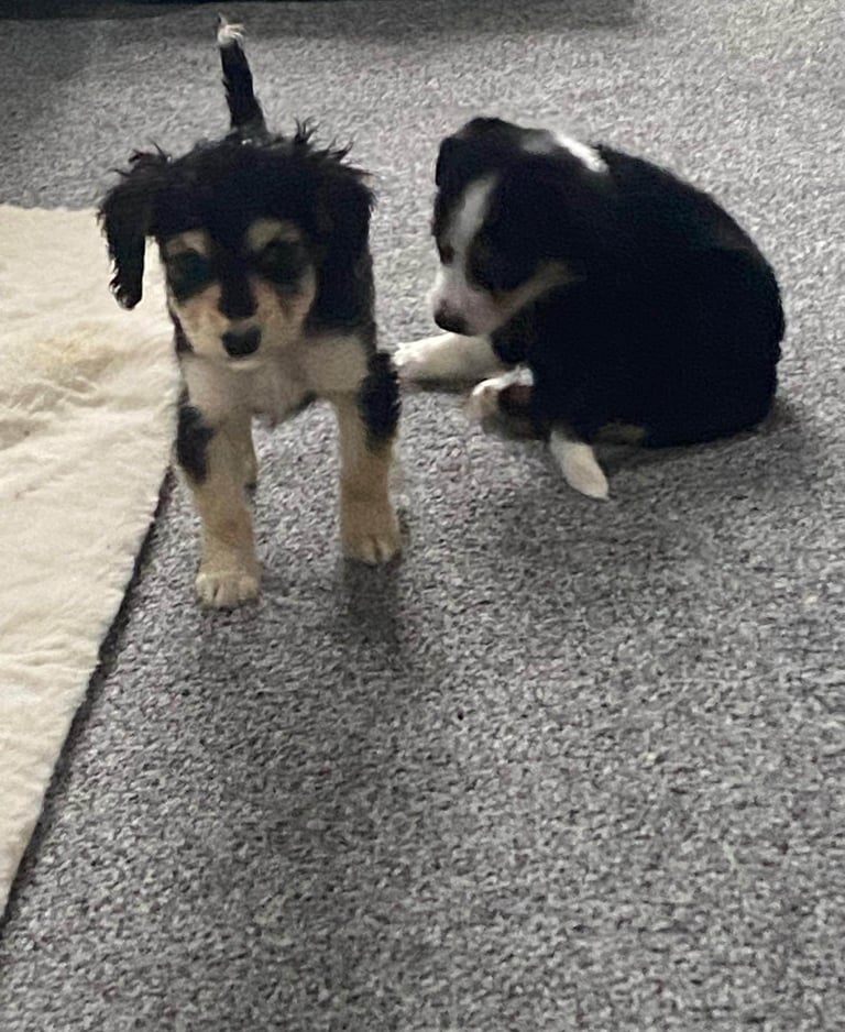 Two mixed breed puppies for sale 