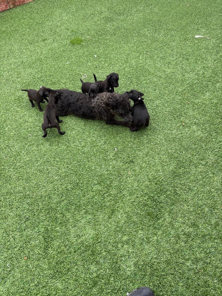 Patterdale terriers for sale 