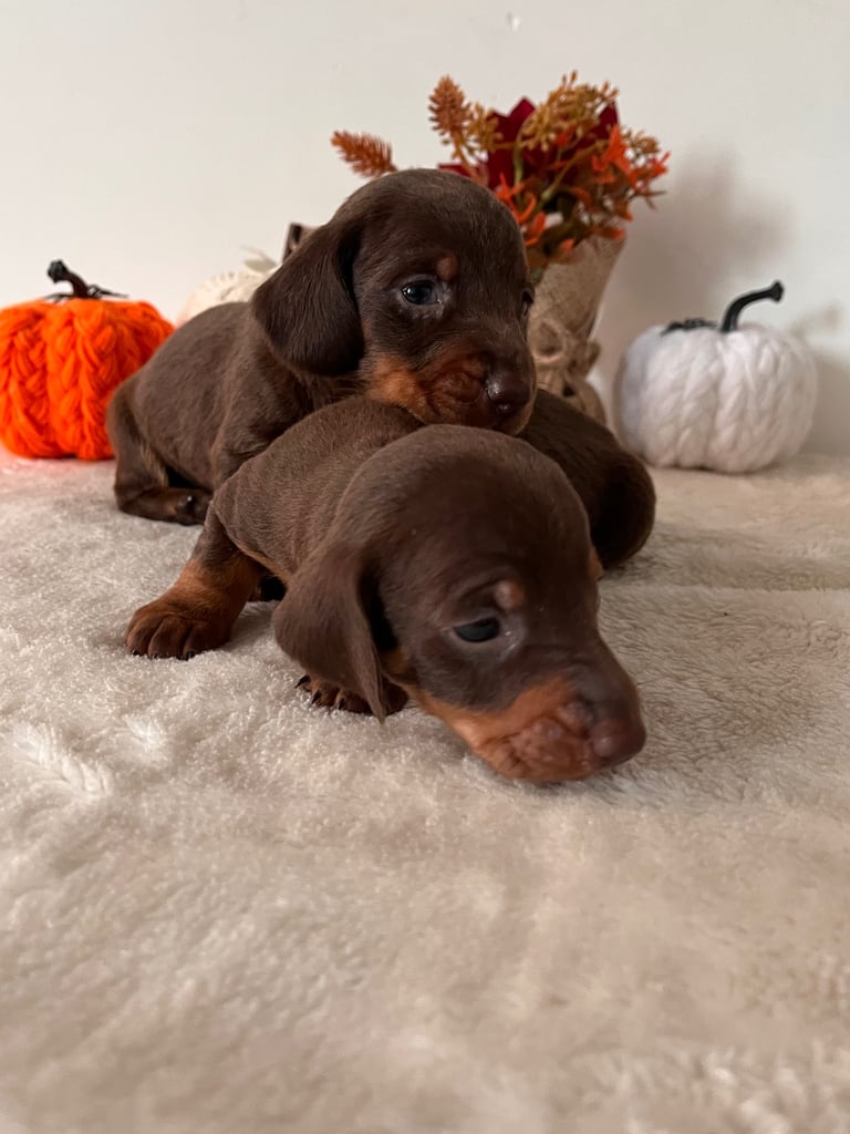 Beautiful Dachshund Male Puppies 🤎🍫 
