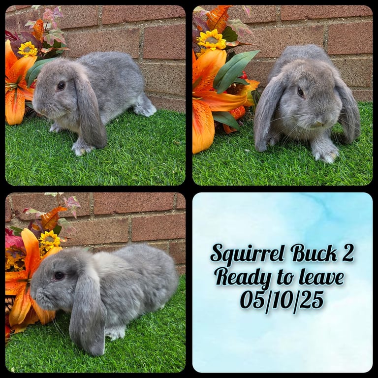 Fully Pedigree French Lops