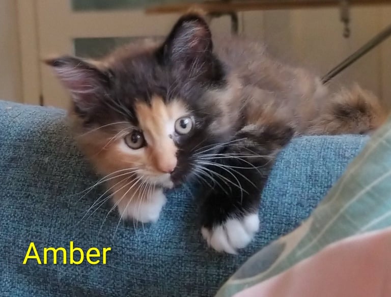 image for XL beautiful Maine coon kittens for sale 