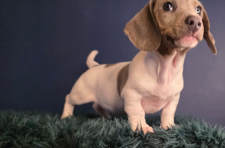 KC Registered Dachshund Puppies