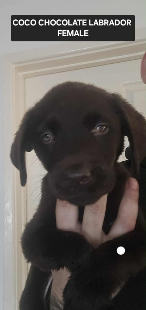 image for Labrador puppies