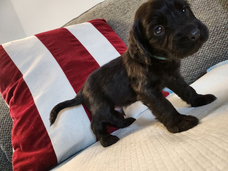 Cocker Spaniel Puppies🐕 Ready to leave December 1st🐕🎄💙💖
