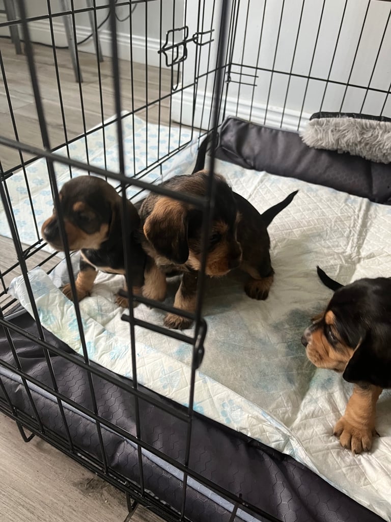 Doxle cross puppies 