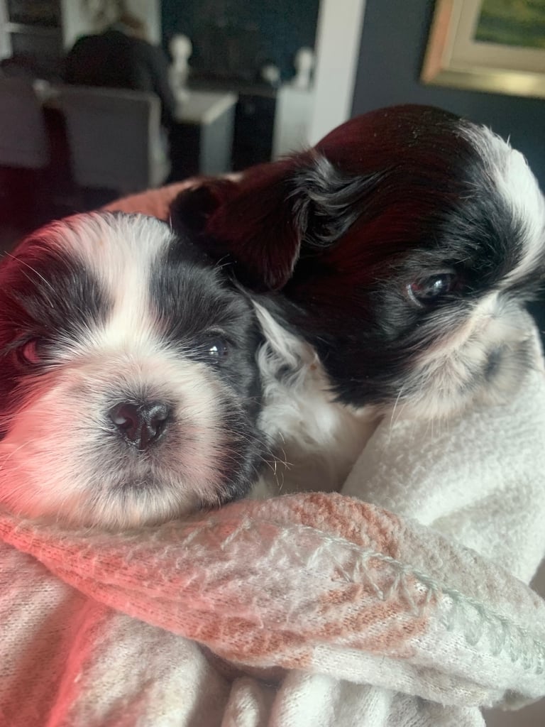image for Shihtzu pups for sale