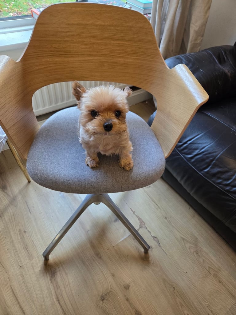 image for IKEA Swivle Chair 