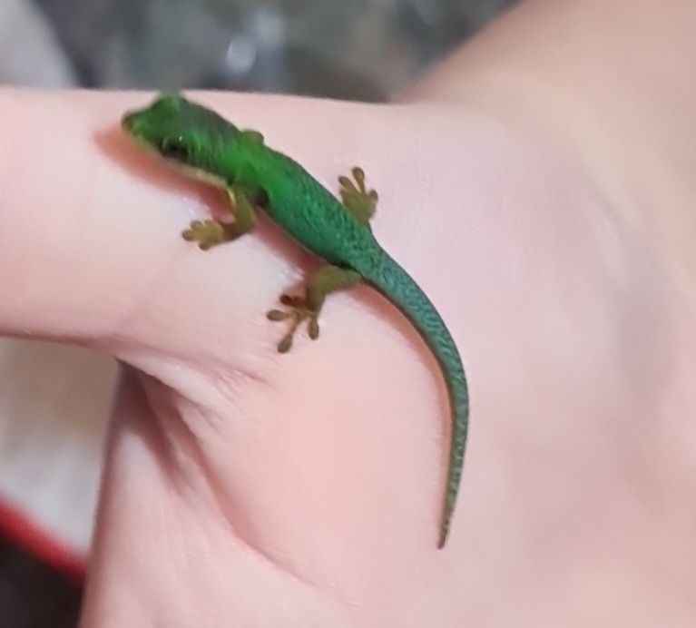 Peacock geckos SOLD waiting for more to hatch