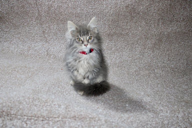 TICA registered Maine coons. 