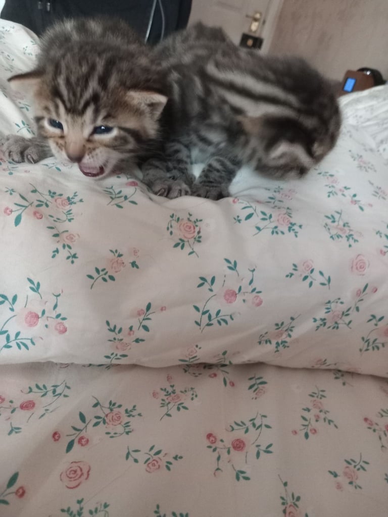 Stunning bengal kittens