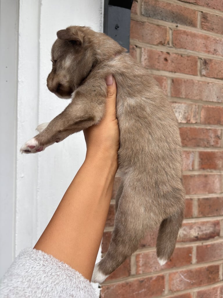 Pedigree Siberian Husky Puppies 3 GIRLS LEFT!!