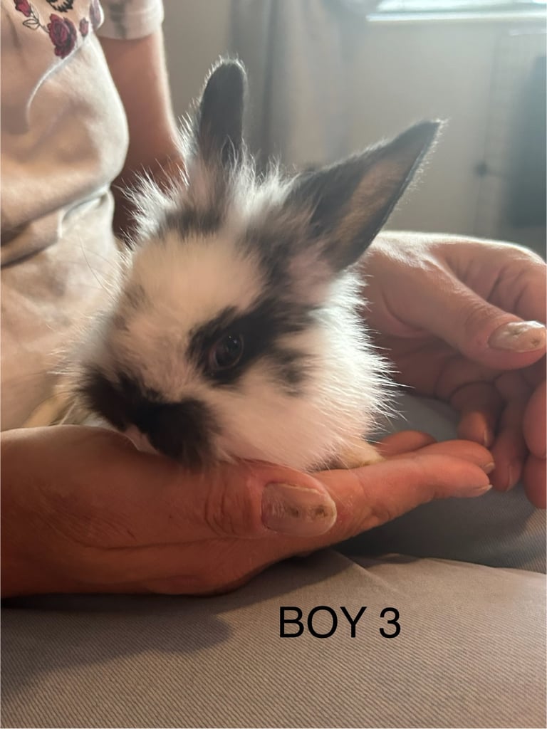 image for Baby rabbits 