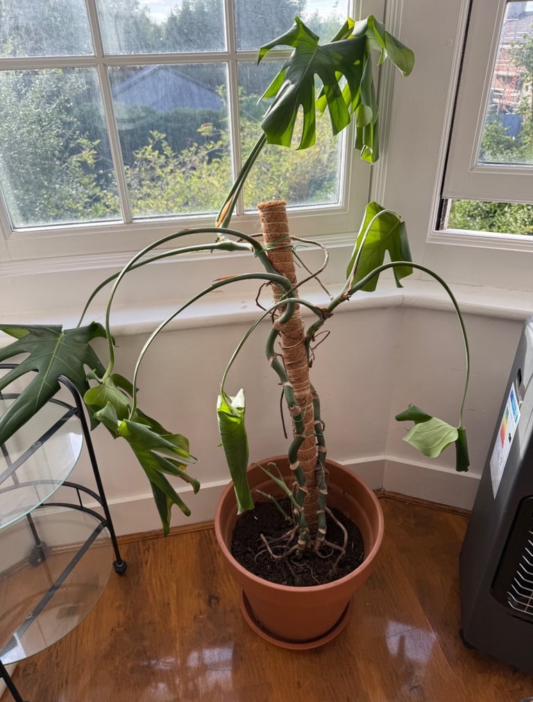 image for Monstera cheese plant 