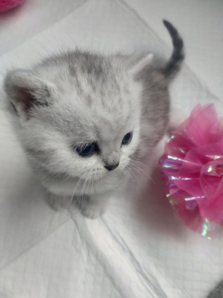 British short hair kittens 