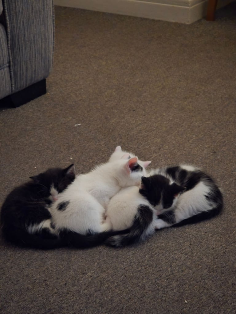 4 beautiful kittens ready for there new home
